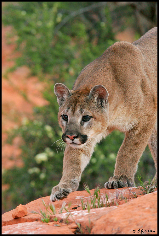 UT_Cougar05