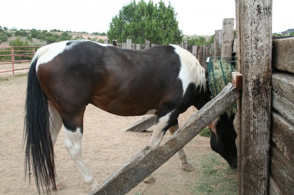 Cool, the other orphaned horse I raised.