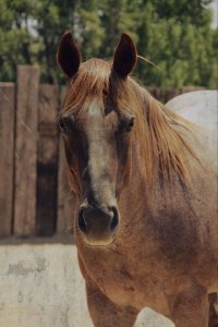 252154_10150250709710868_549391_n-2